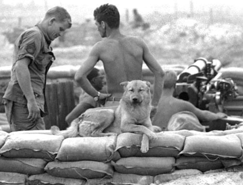 vietnam doghandlers